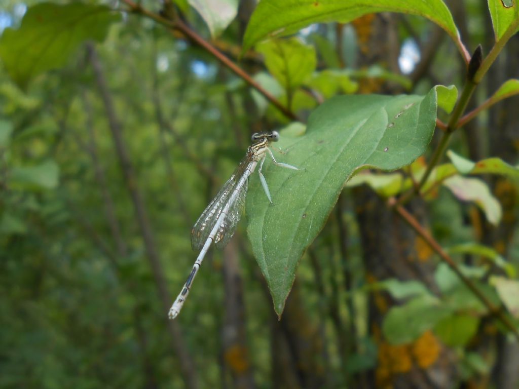 Platycnemis latipes nuova per l''Italia!!!